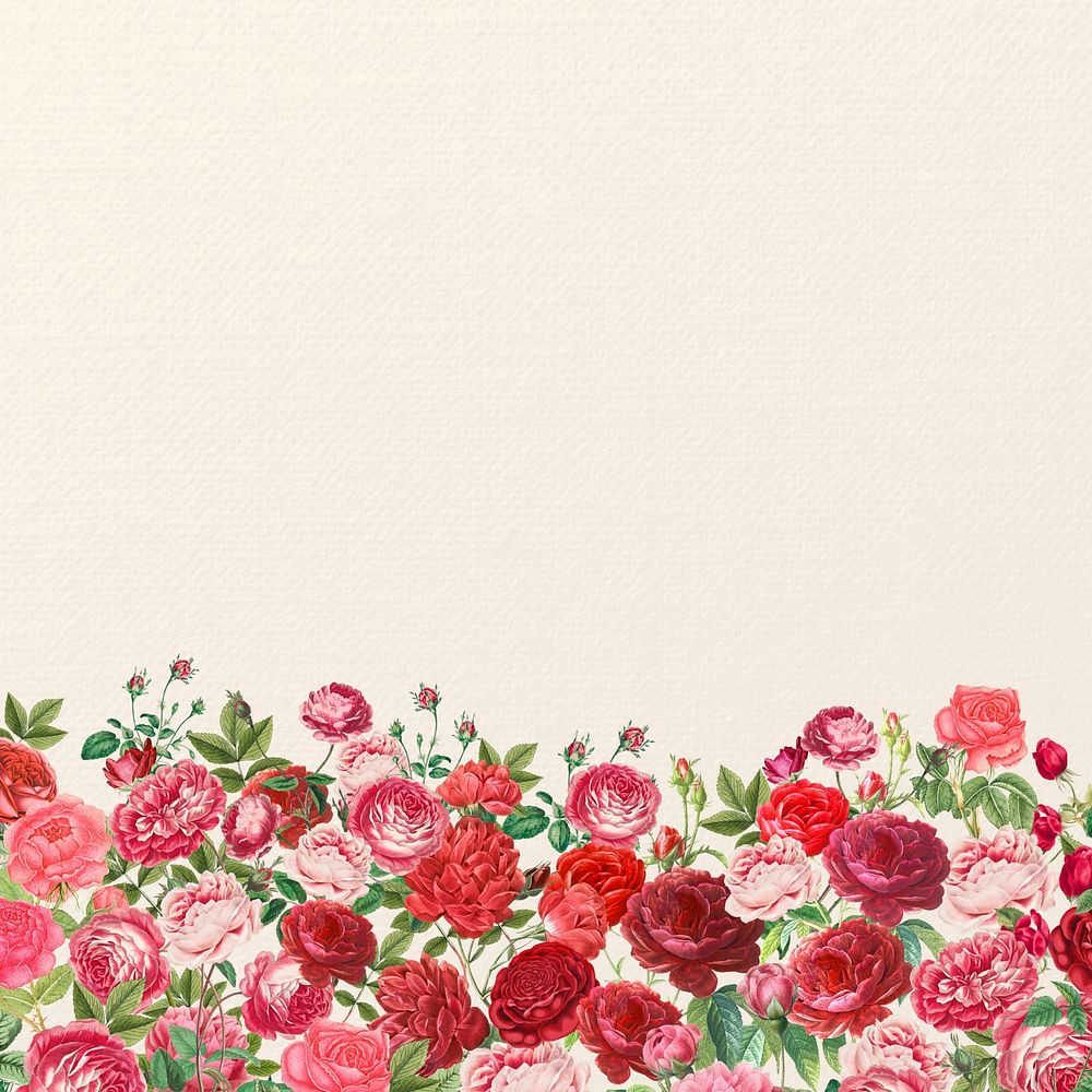 Valentine's flower border background, pink roses illustration