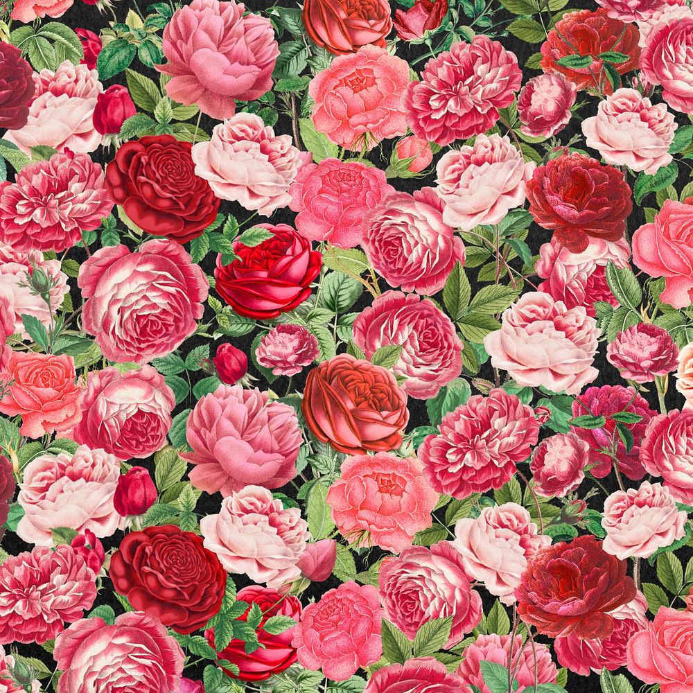 Pink rose pattern background, Valentine's flower illustration