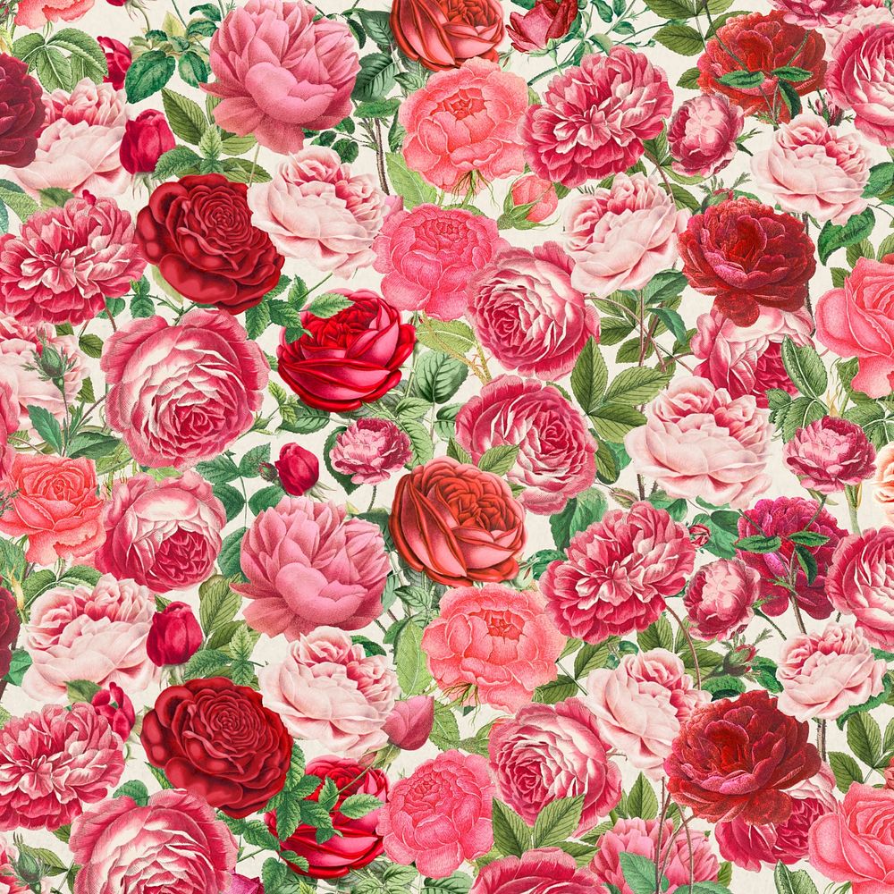 Pink rose pattern background, Valentine's flower illustration