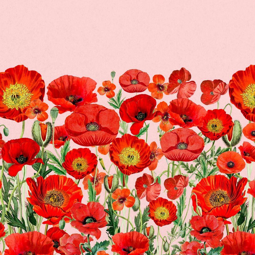 Poppy flower border background, Summer floral illustration