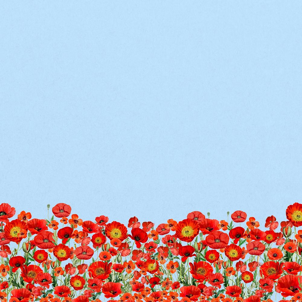 Poppy  flower border background, Summer floral illustration