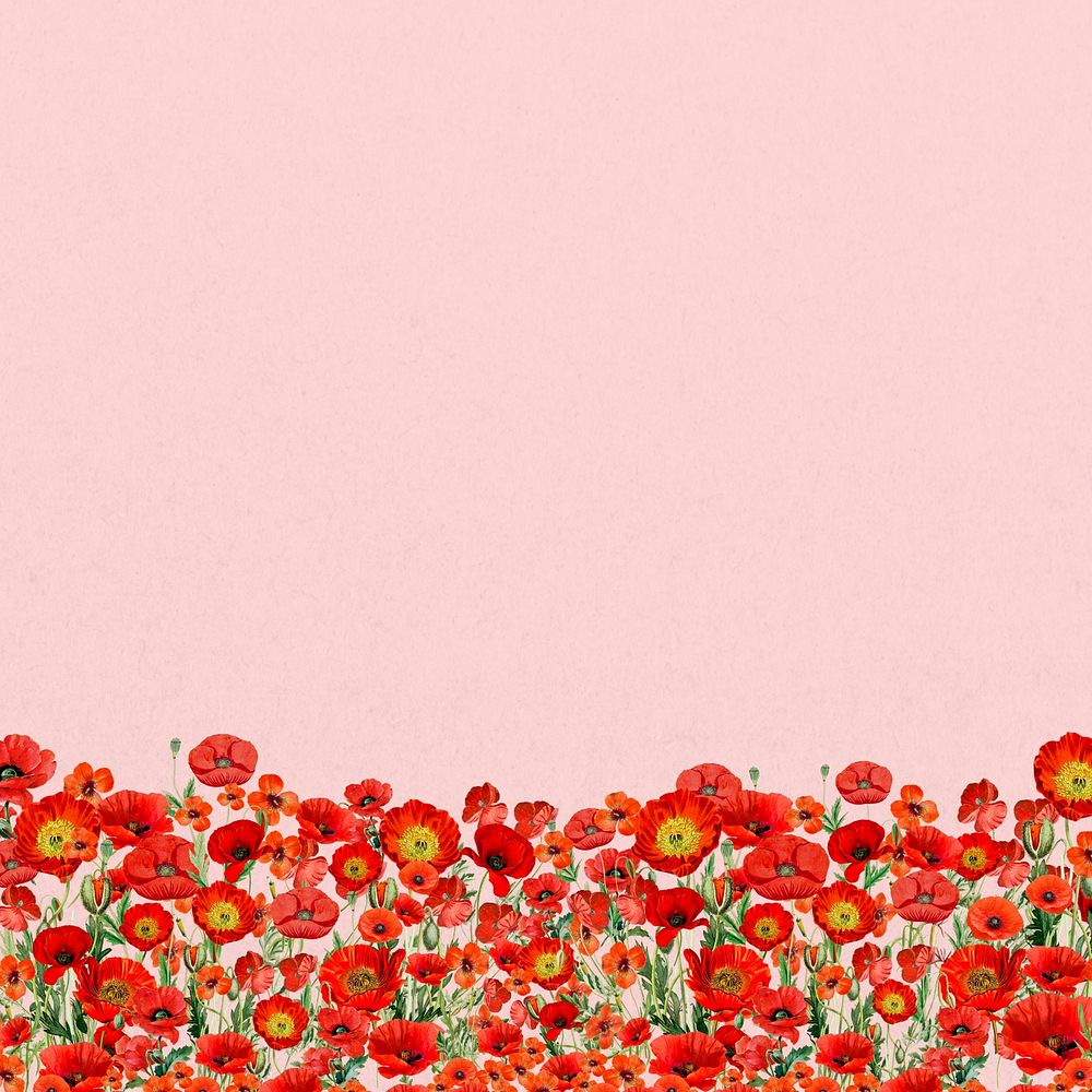 Poppy  flower border background, Summer floral illustration