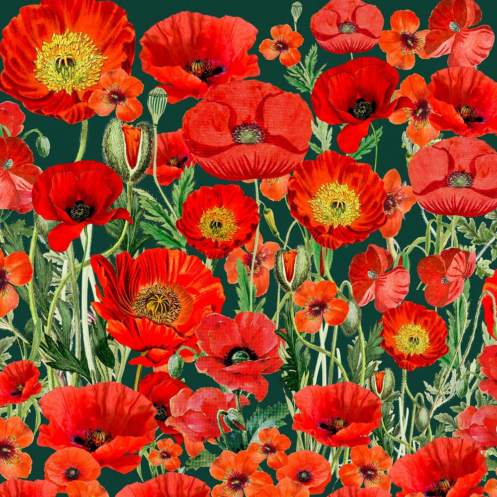 Poppy flower pattern background, red floral illustration