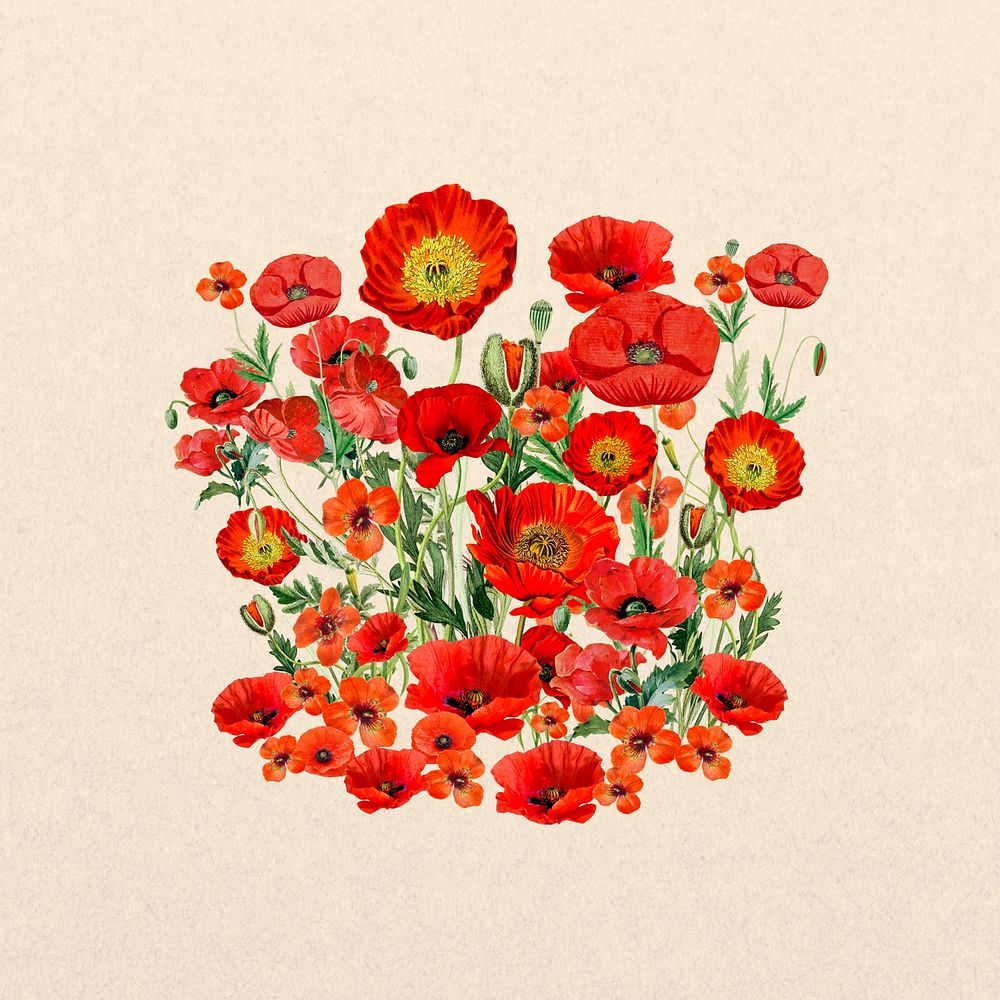 Red poppy flower, botanical illustration