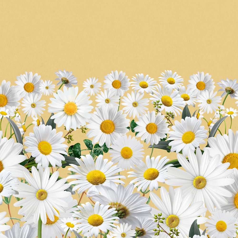 Daisy flower border background, pastel yellow design
