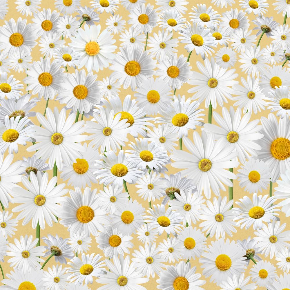 Daisy floral pattern background, white flower illustration