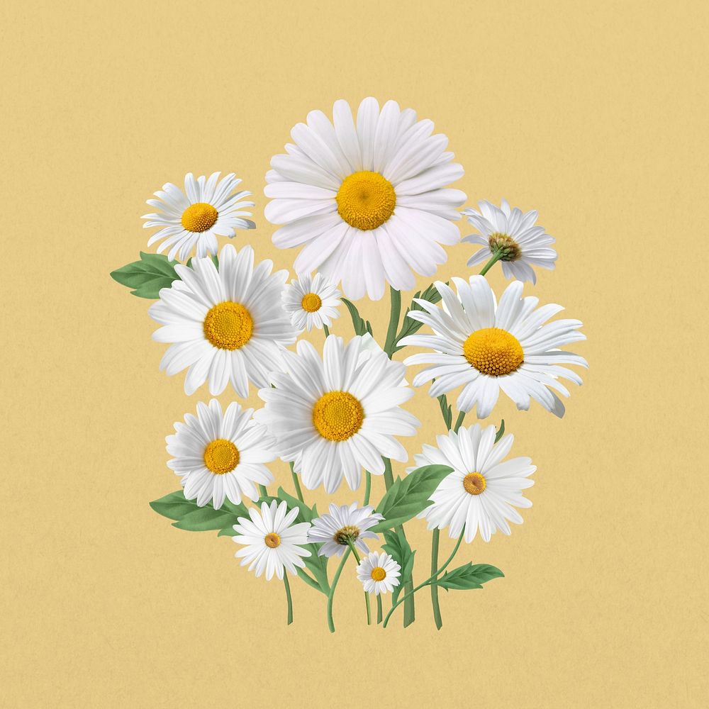 White daisy flower, botanical illustration