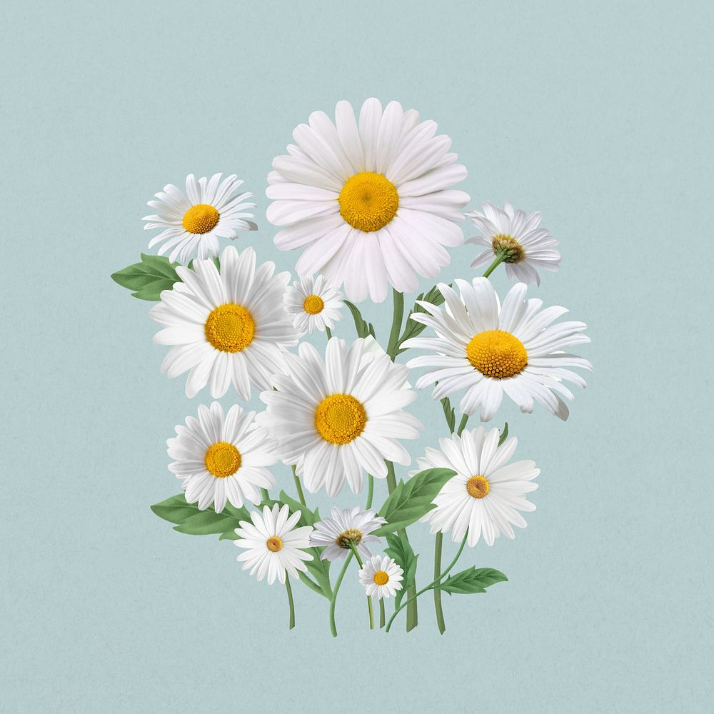 White daisy flower, botanical illustration