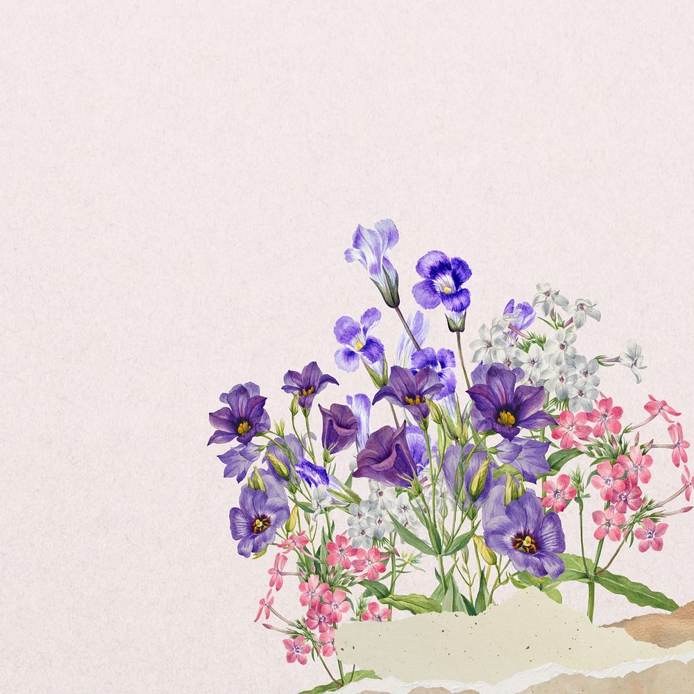 Purple bluebell flowers background, ripped paper border 