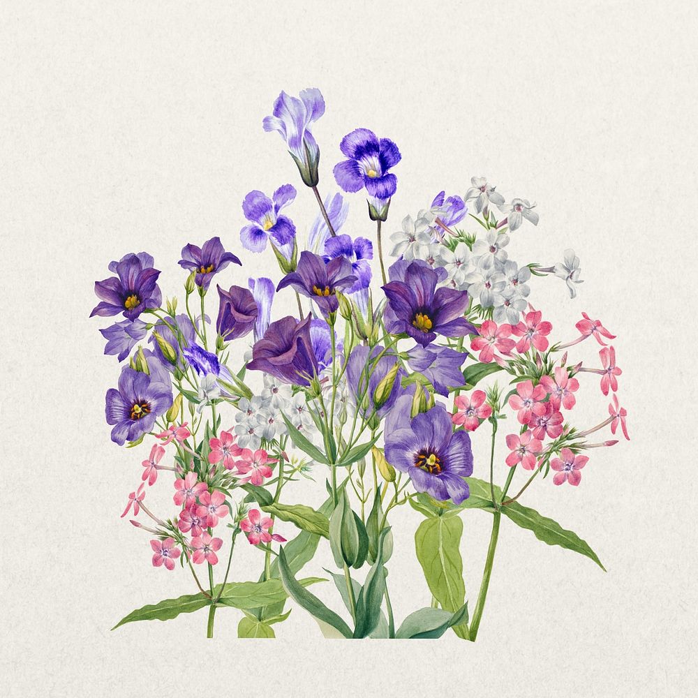 Purple Texas bluebell flower, botanical illustration