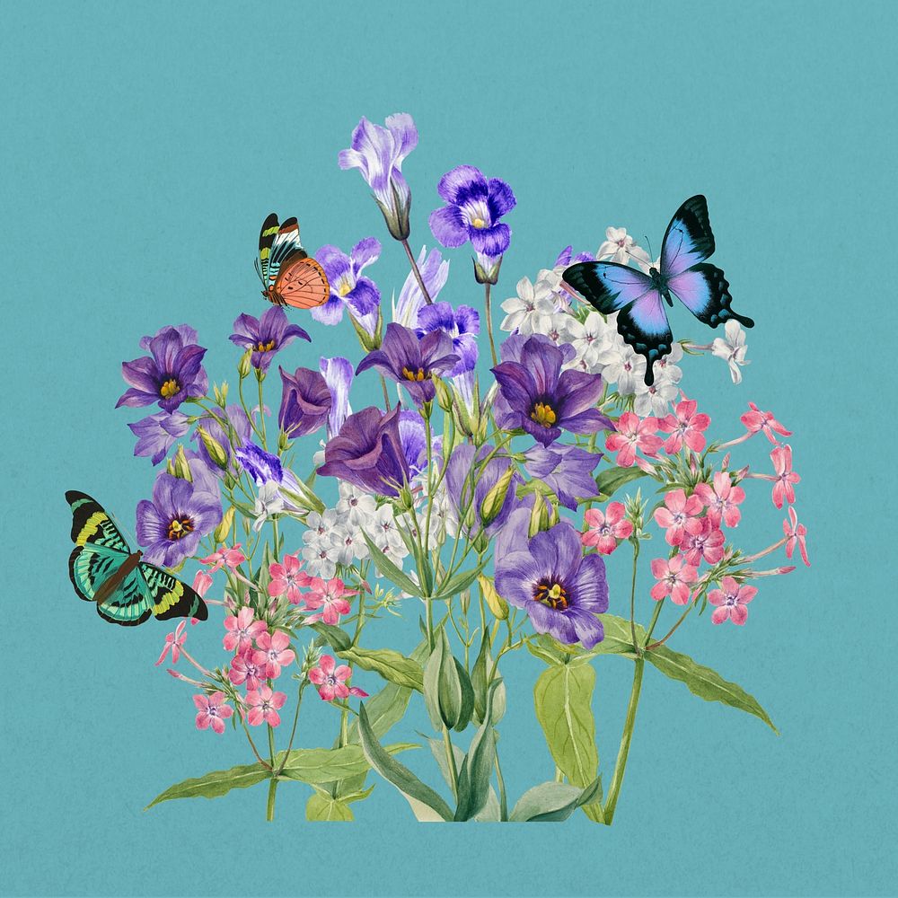 Purple Texas bluebell flower, botanical illustration