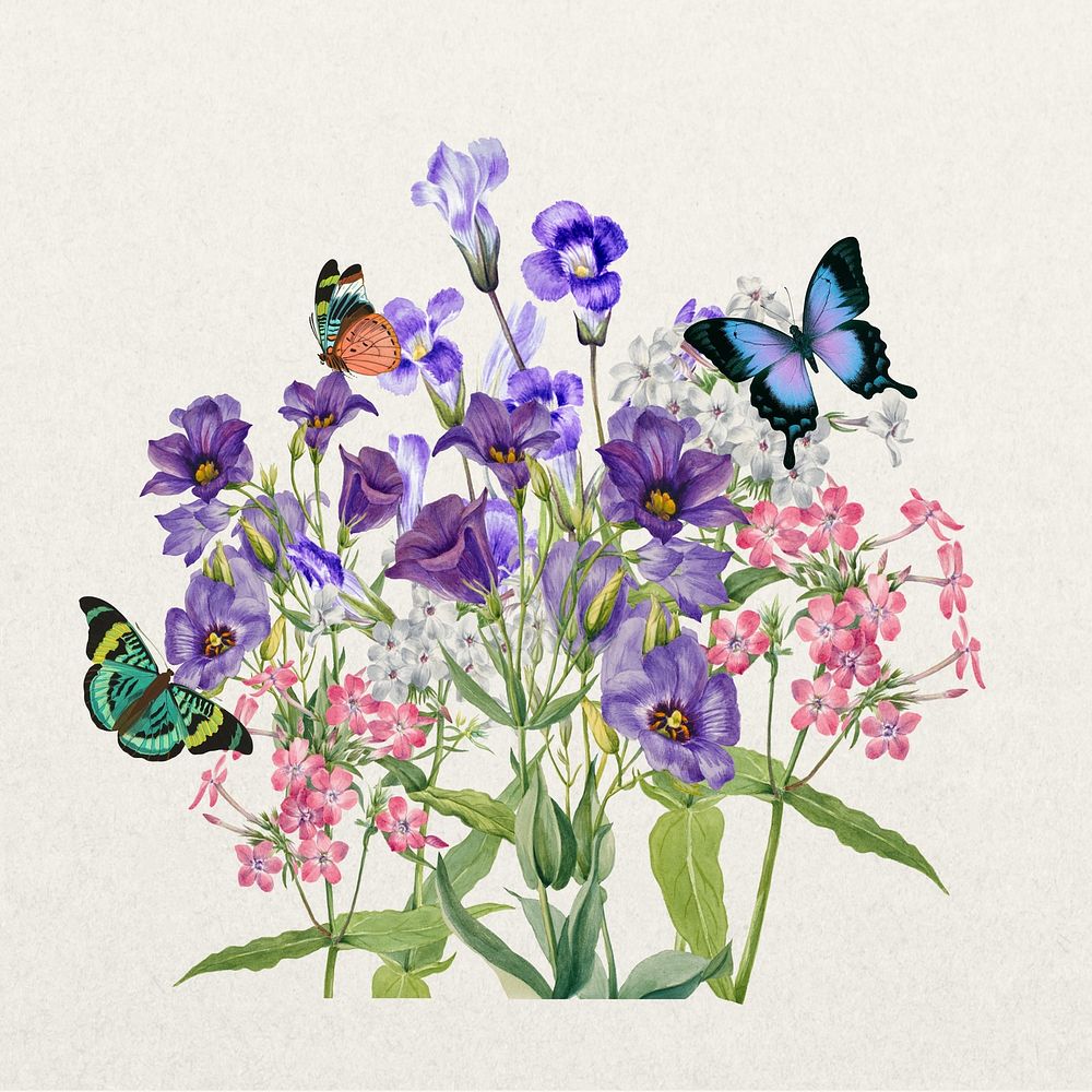 Purple Texas bluebell flower, botanical illustration