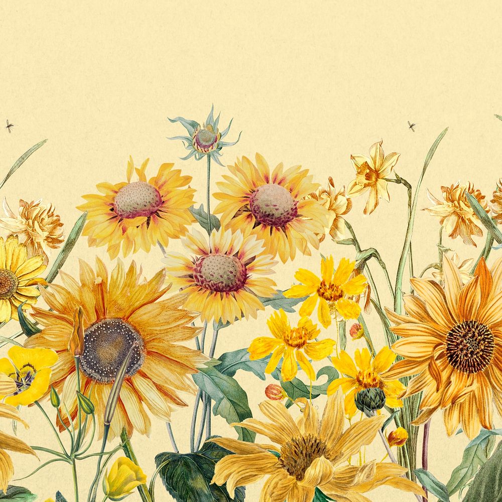 Aesthetic yellow sunflowers background, beautiful botanical illustration