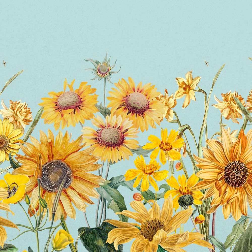 Aesthetic yellow sunflowers background, beautiful botanical illustration
