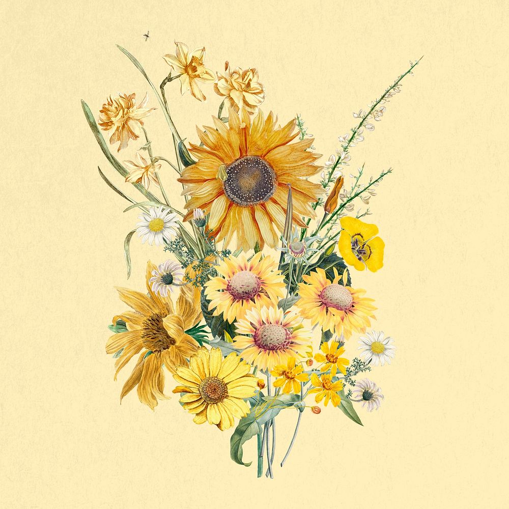 Sunflower bouquet flower, botanical illustration