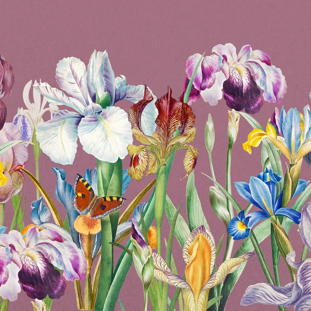 Beautiful iris flowers background, vintage botanical illustration