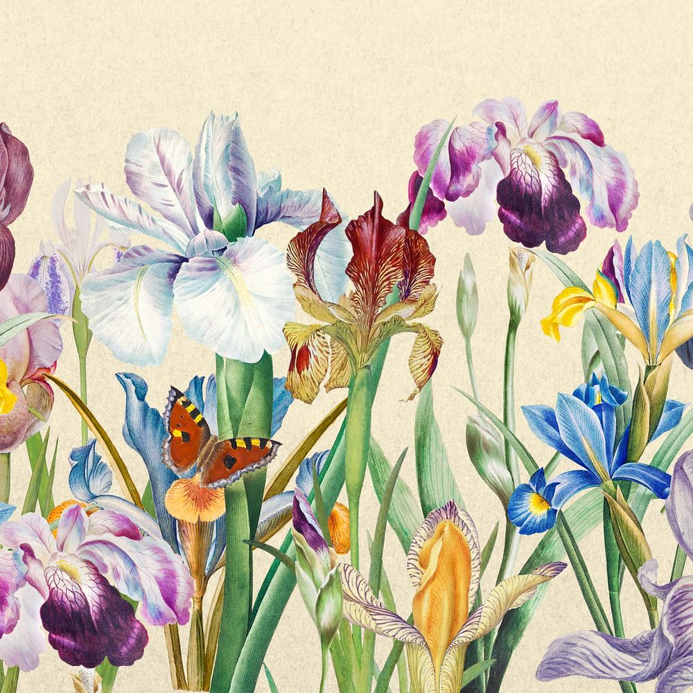 Beautiful iris flowers background, vintage botanical illustration
