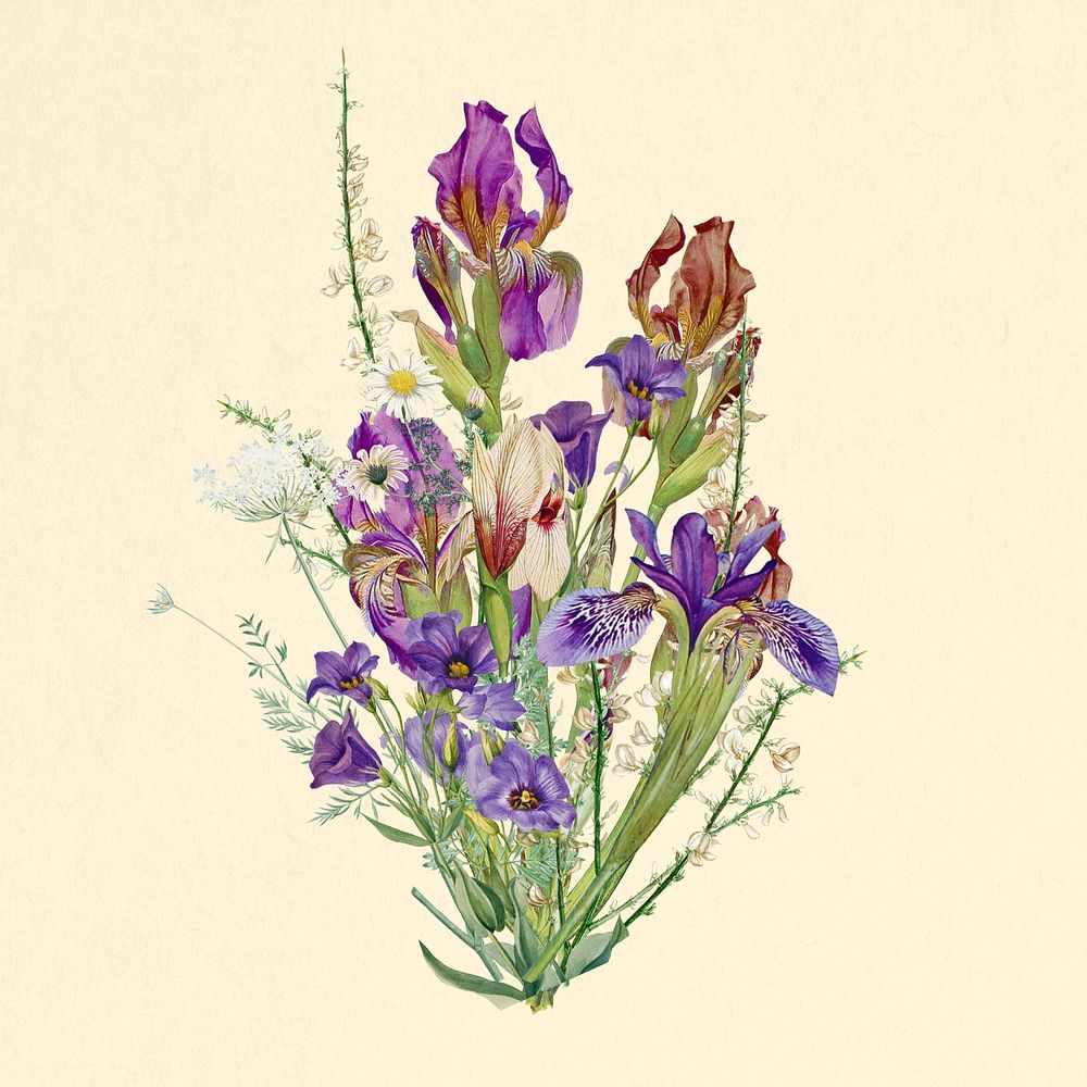 Purple iris bouquet flower, botanical illustration