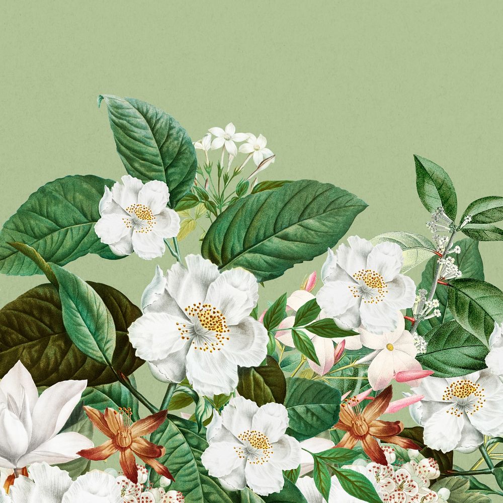 Beautiful jasmine flowers background, botanical illustration