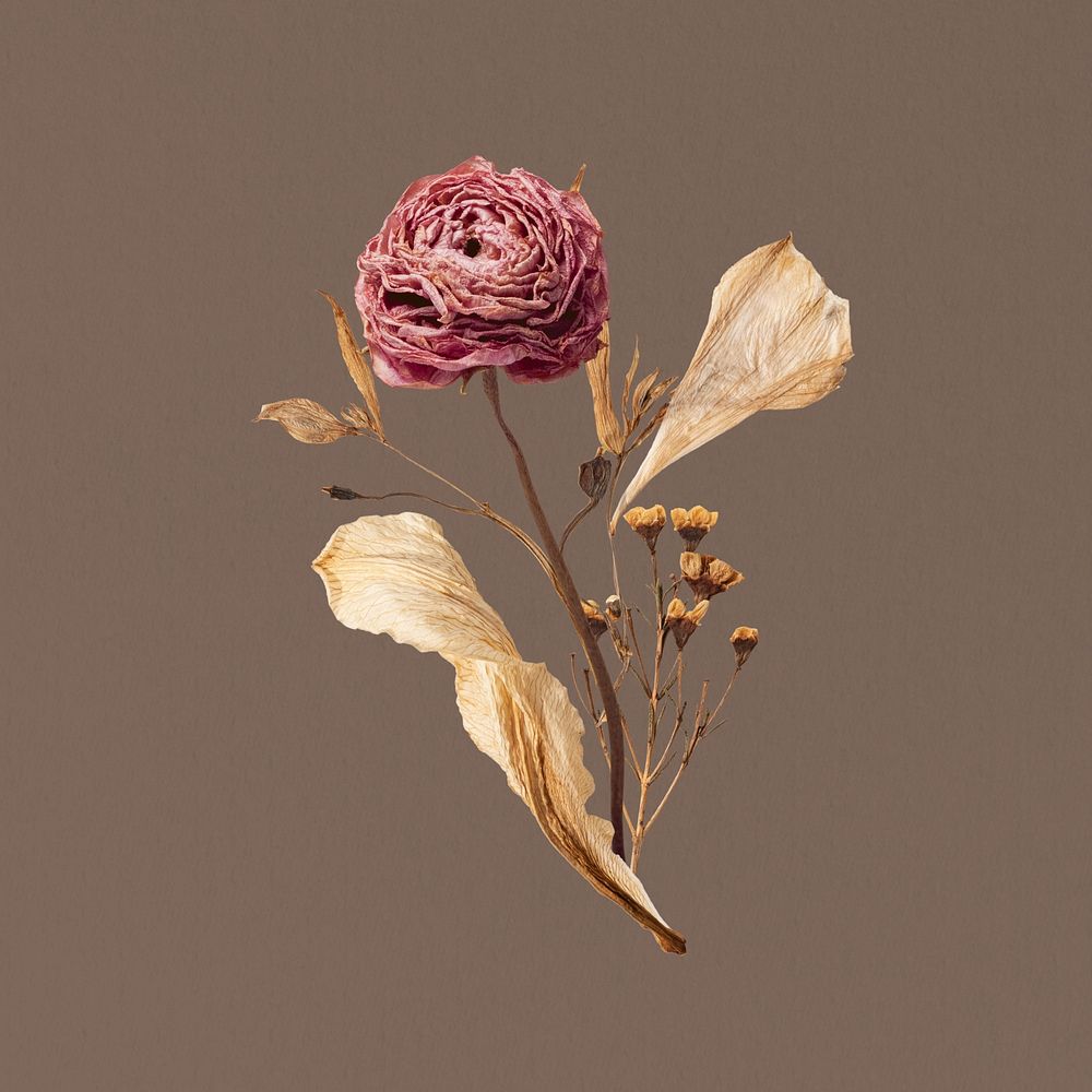 Autumn rose flower, botanical illustration