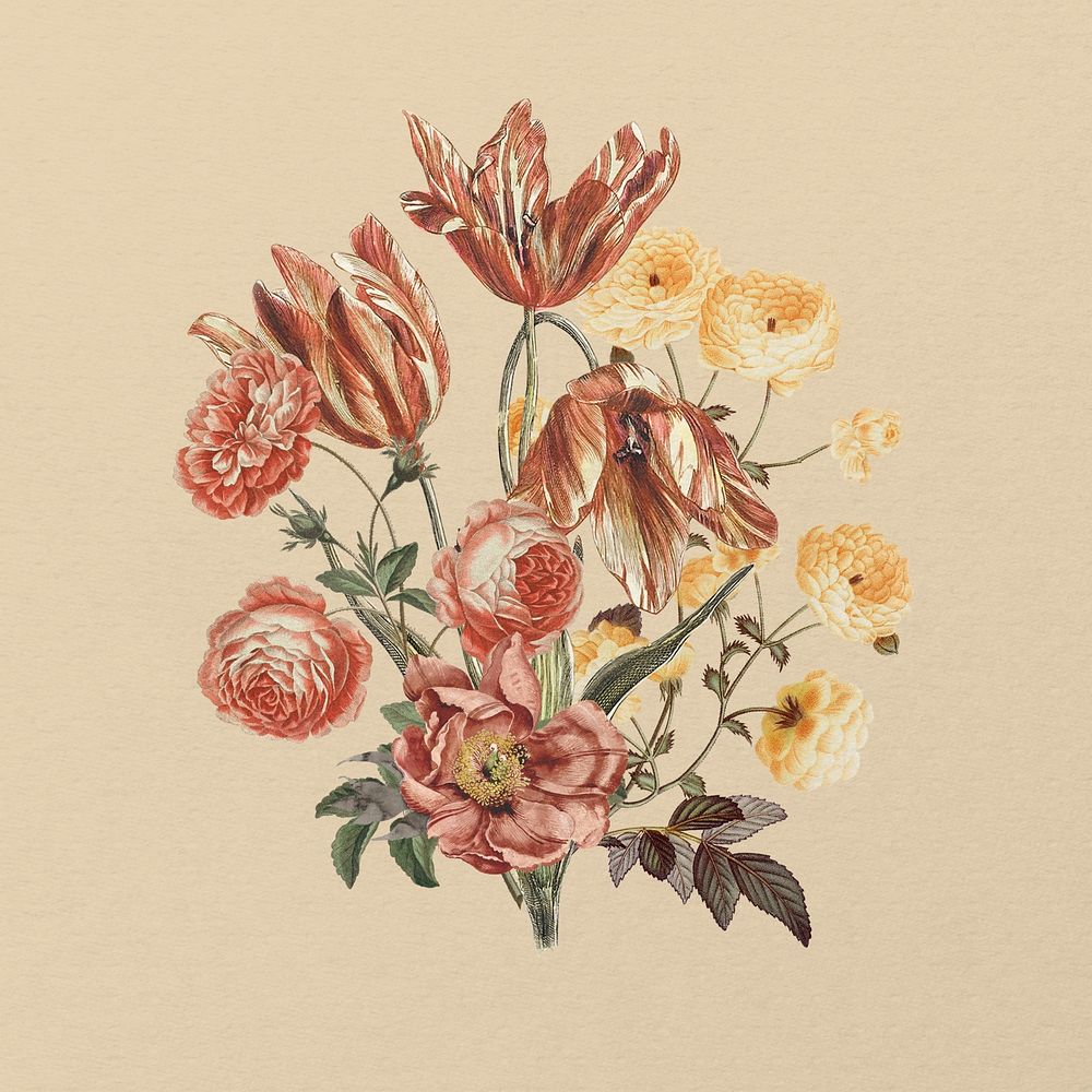 Pink Autumn  flower, botanical illustration