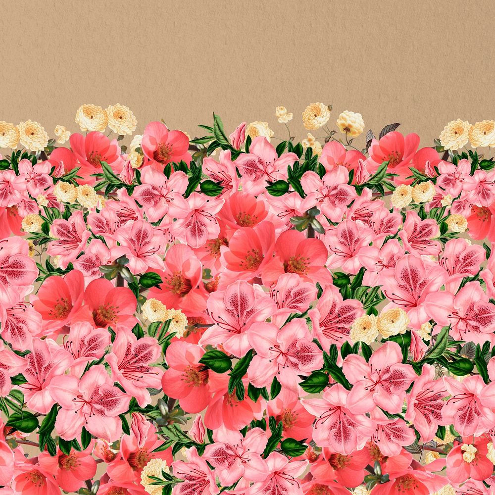 Spring azalea flowers background, pink botanical border 