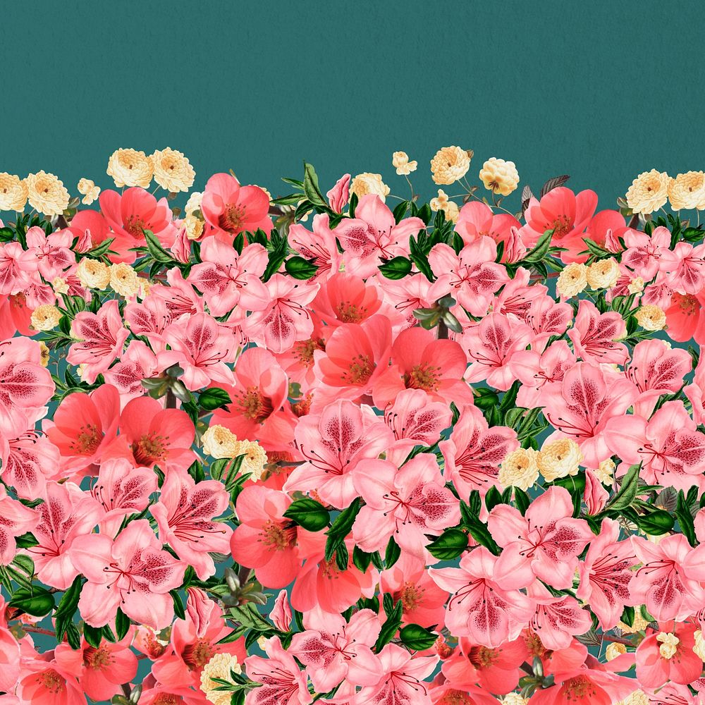 Spring azalea flowers background, pink botanical border 