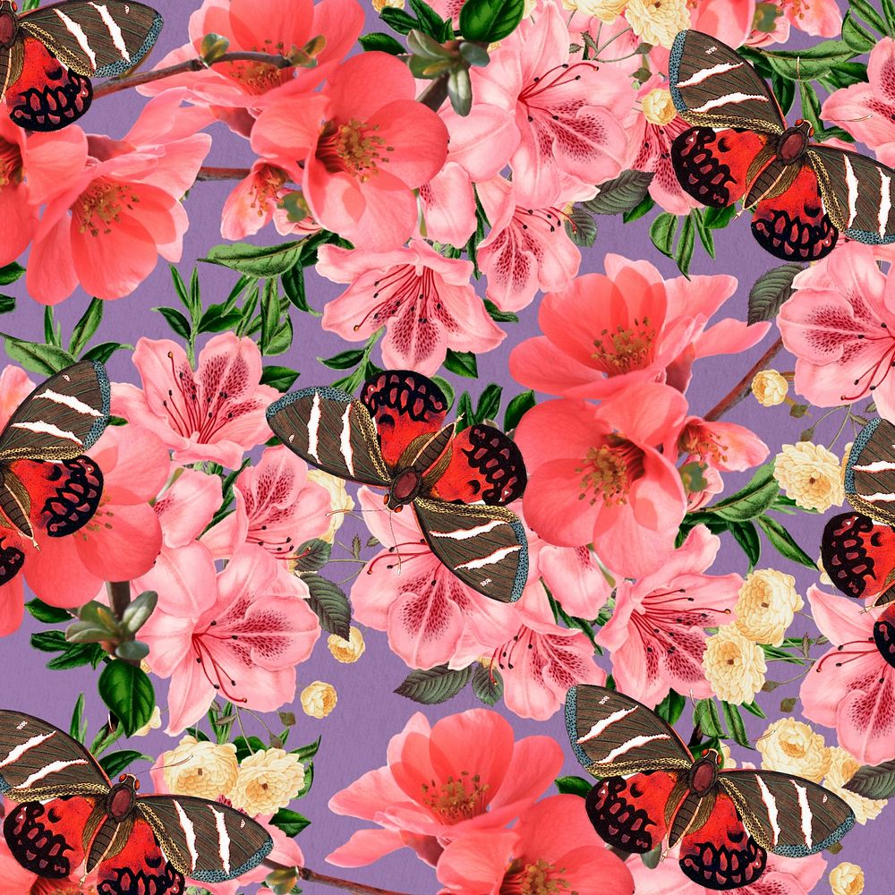 Pink azalea flower background, Chinese quince botanical illustration