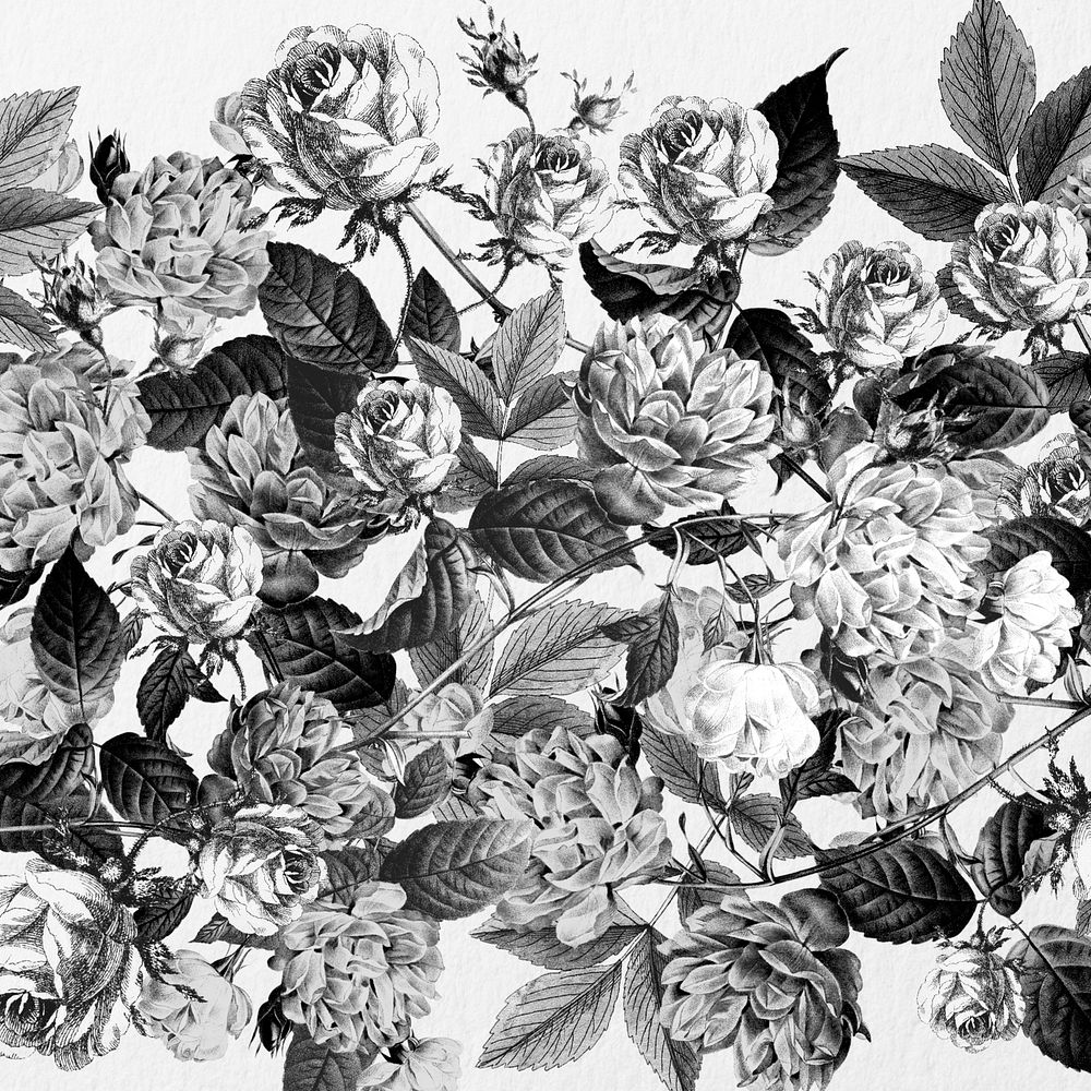 Wild roses background, black and white illustration