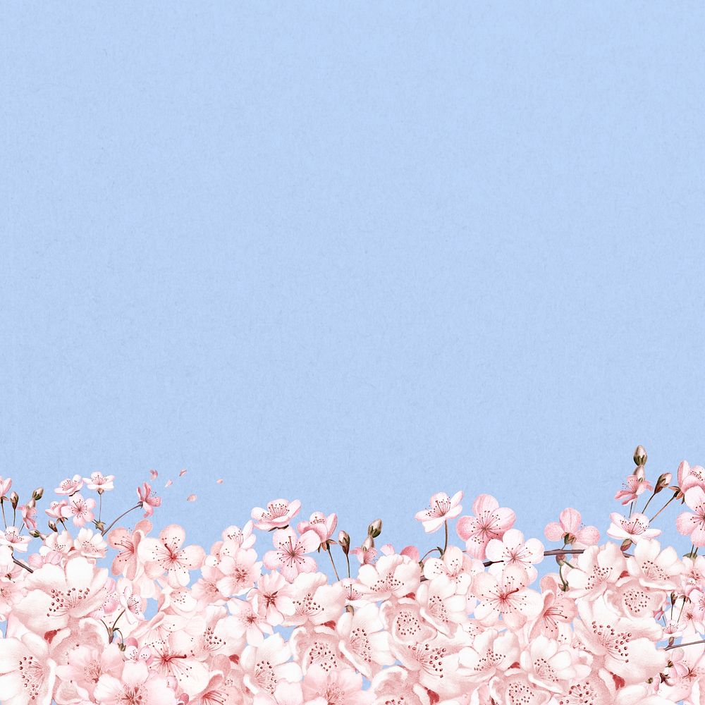 Japanese Sakura flower background, pink botanical illustration