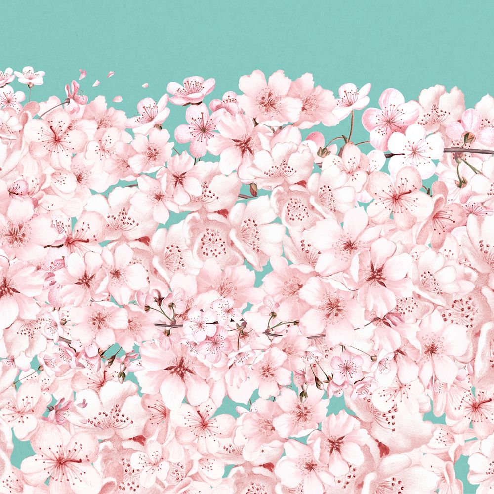Japanese Sakura flower background, pink botanical illustration