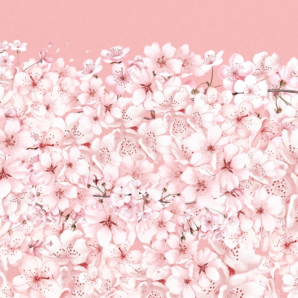 Japanese Sakura flower background, pink botanical illustration