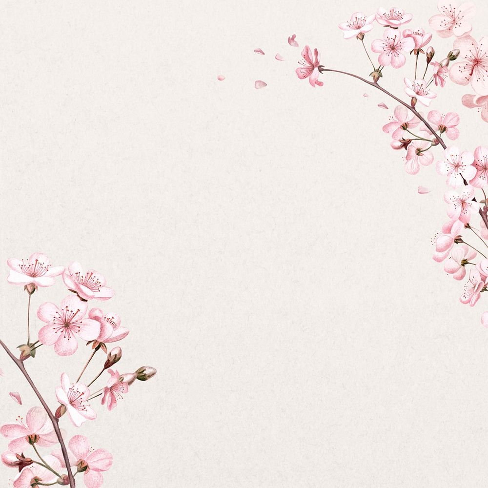 Japanese cherry blossom background, pink flowers illustration