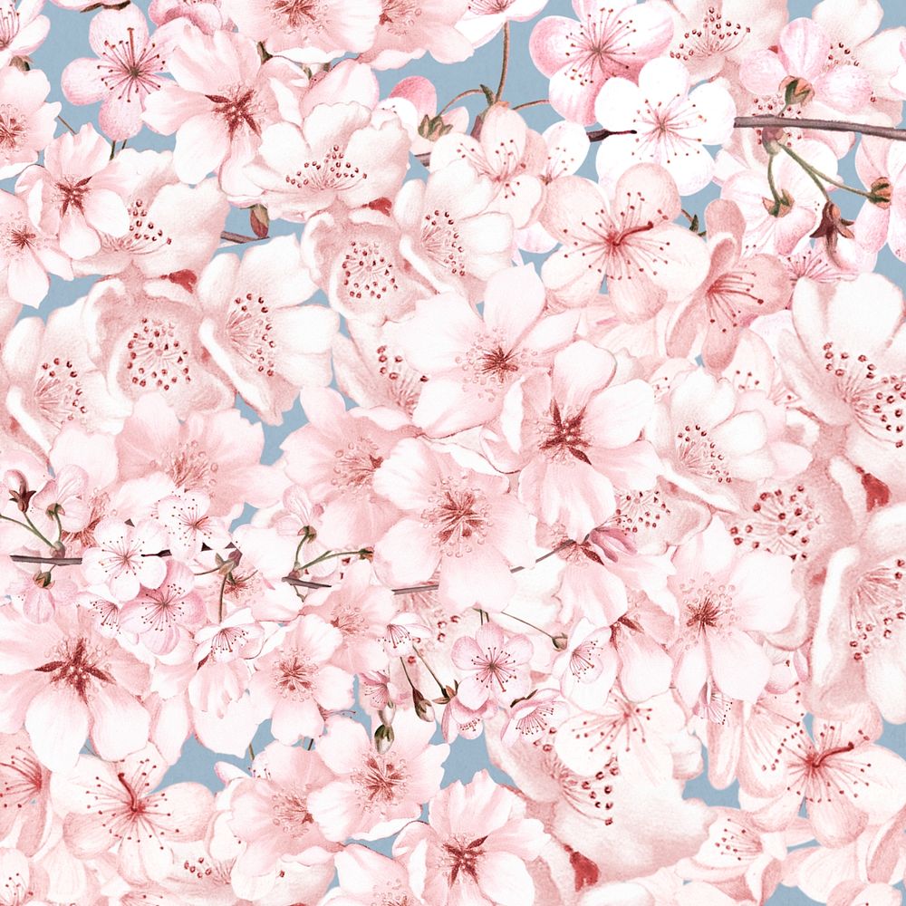 Spring cherry blossom flower pattern, pink botanical illustration