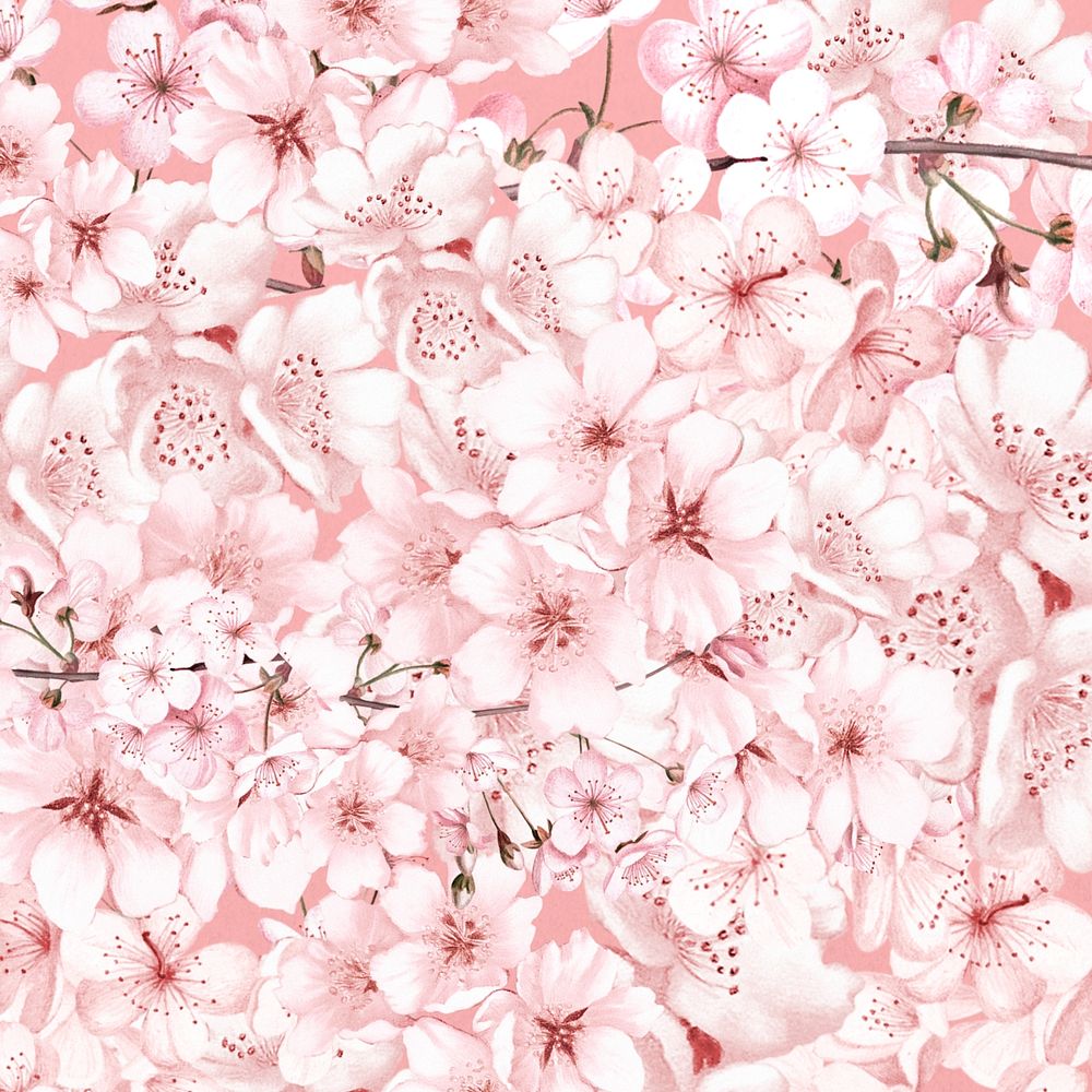 Spring cherry blossom flower pattern, pink botanical illustration