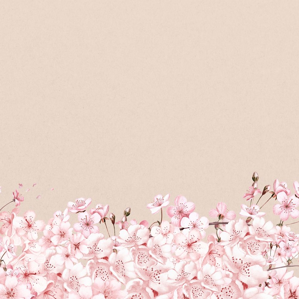 Japanese cherry blossom background, pink flowers illustration