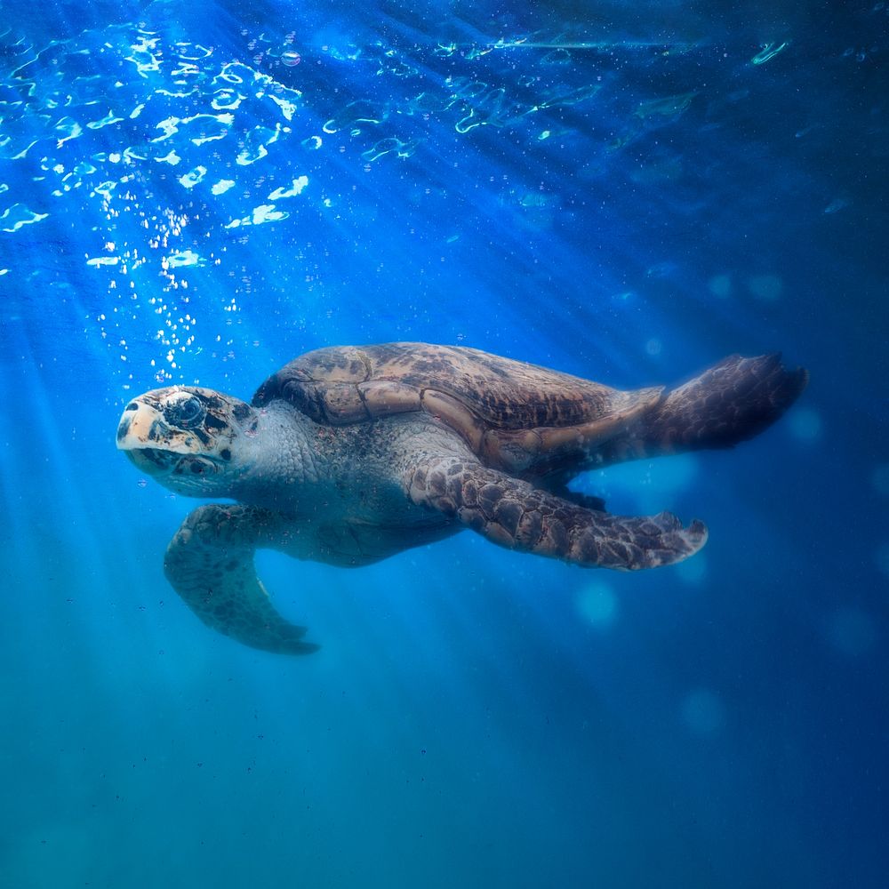 Sea turtle, blue background design