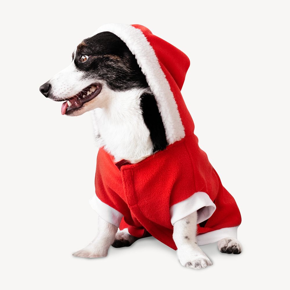 Christmas dog image on white