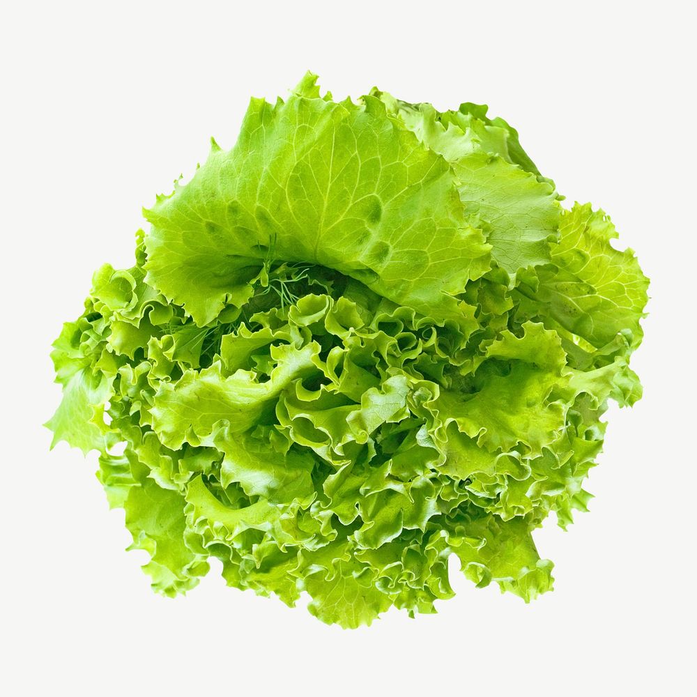 Farmer market green lettuce psd