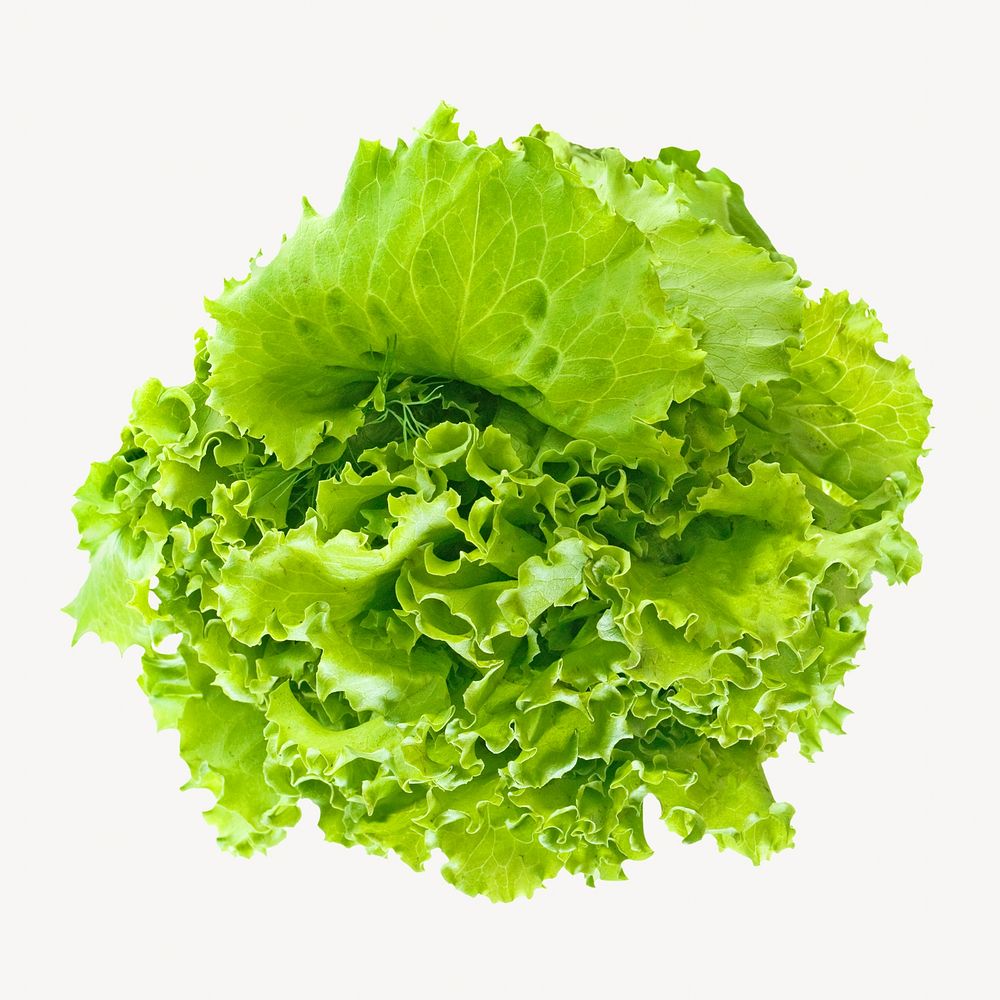 Market green lettuce isolated object