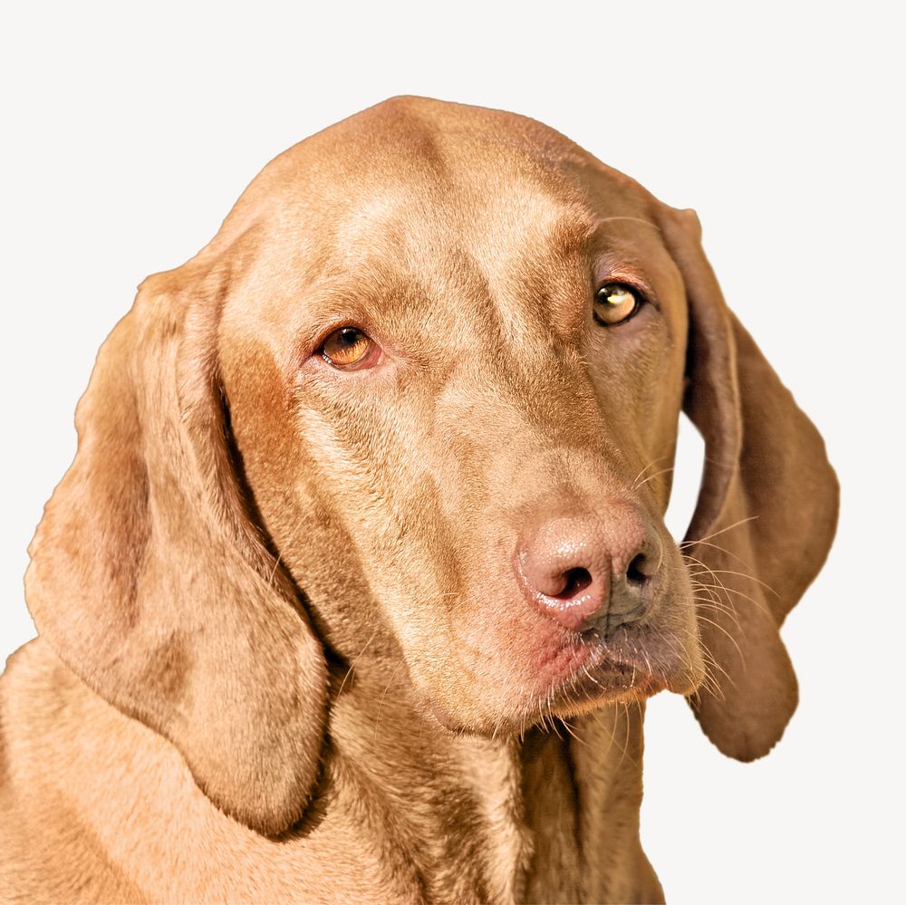 Vizsla dog, pet animal image