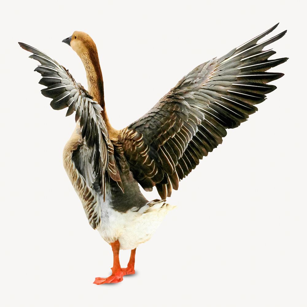 Anhinga bird, isolated design