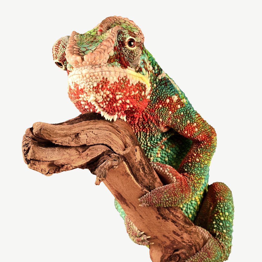 Colorful chameleon  psd isolated design