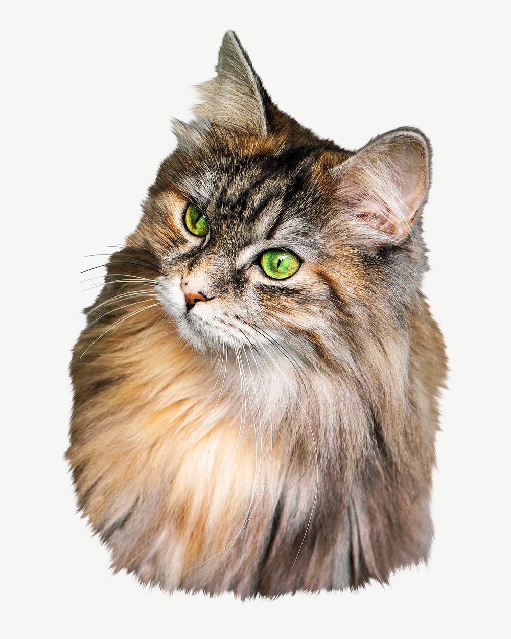 Maine coon psd, isolated design