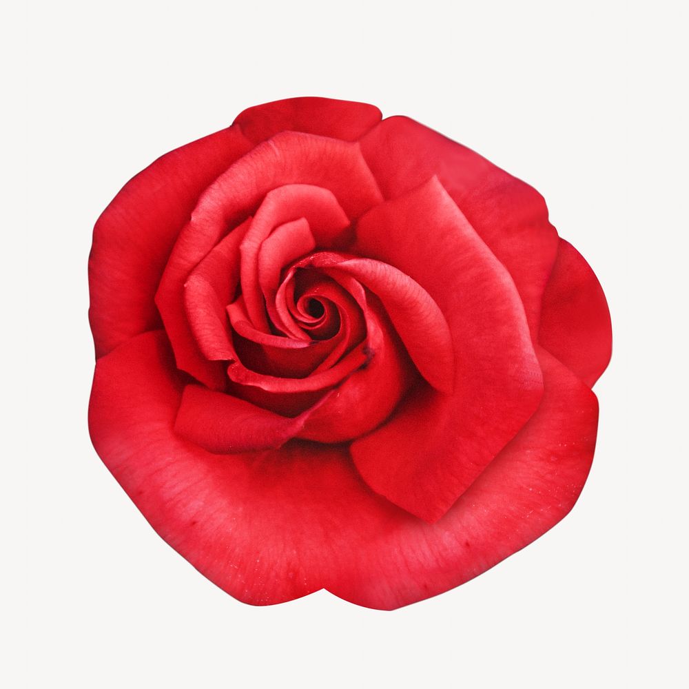 Floral red rose isolated image on white