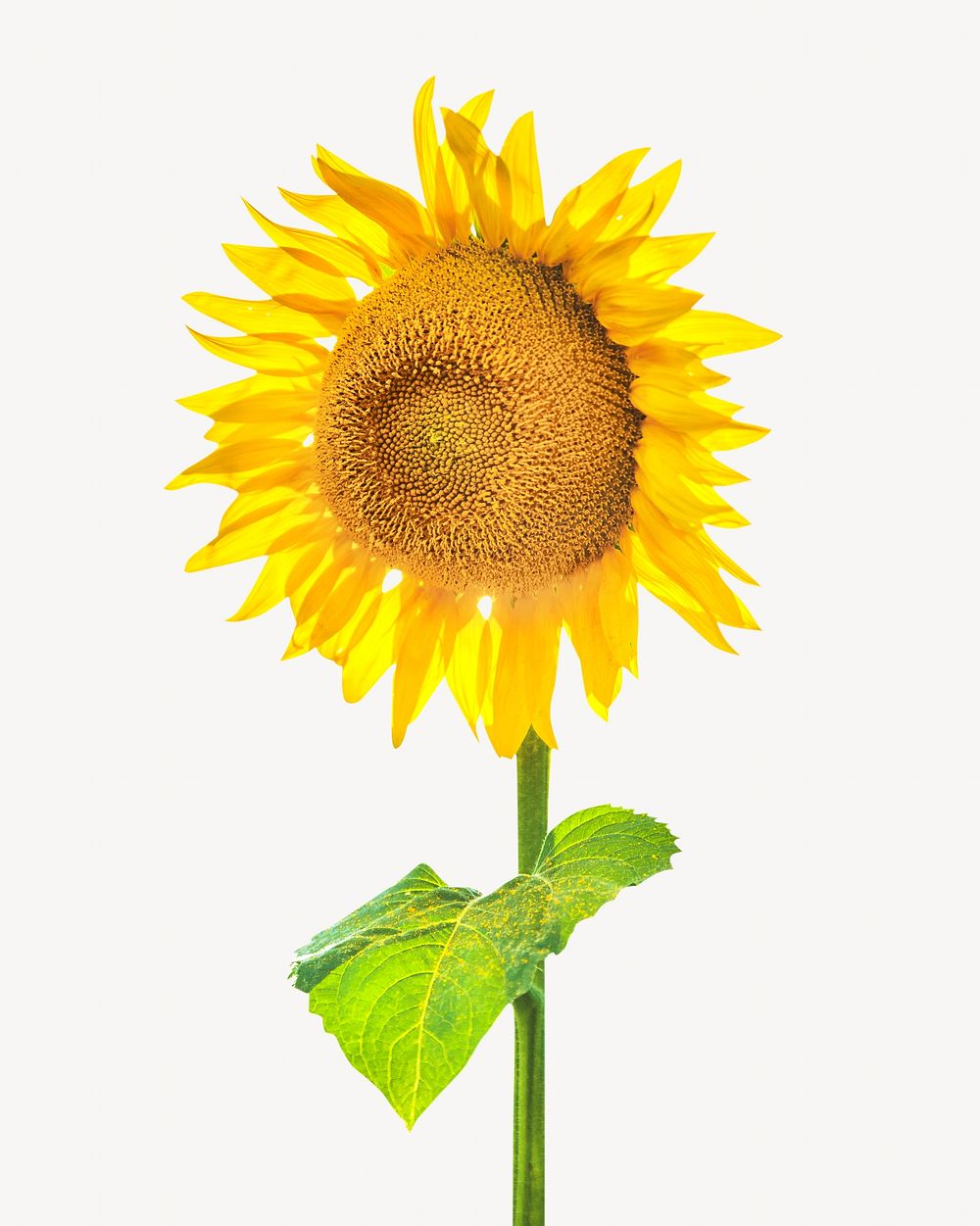 Sunflower image, yellow flower on pastel background