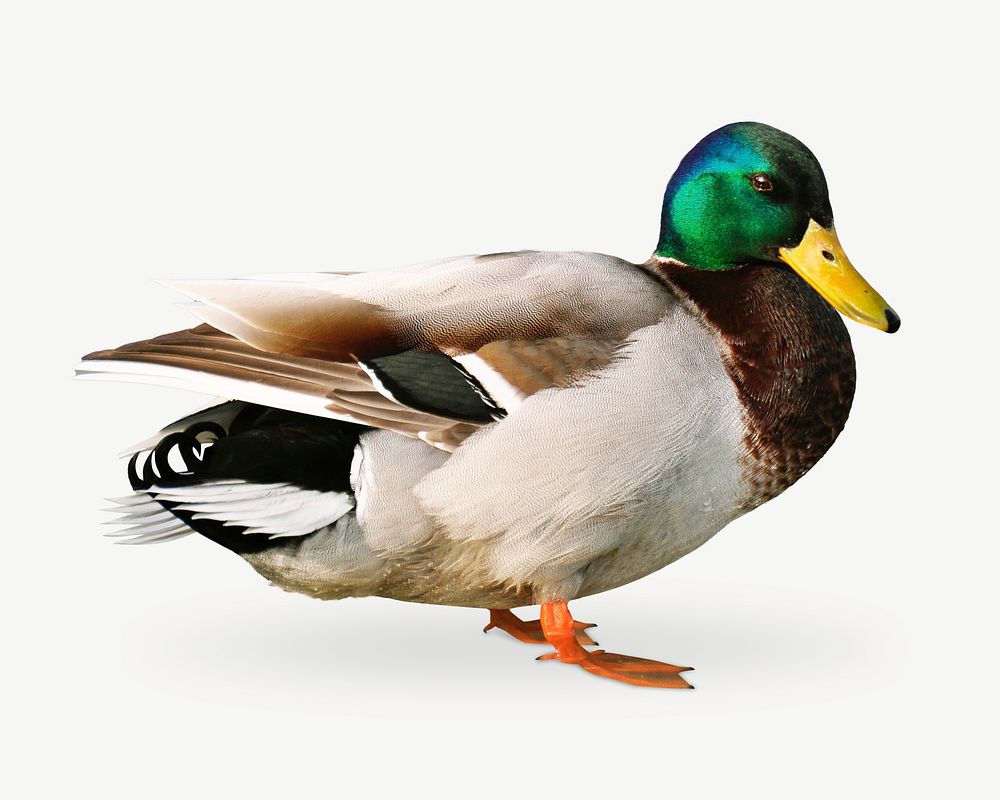 Mallard duck design element psd