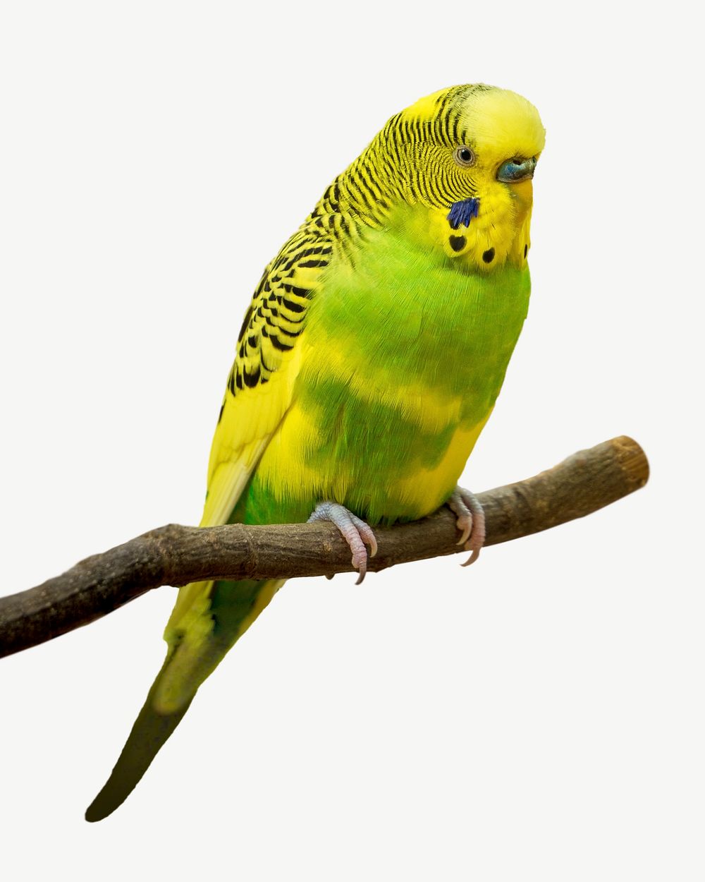 Green parakeet design element psd
