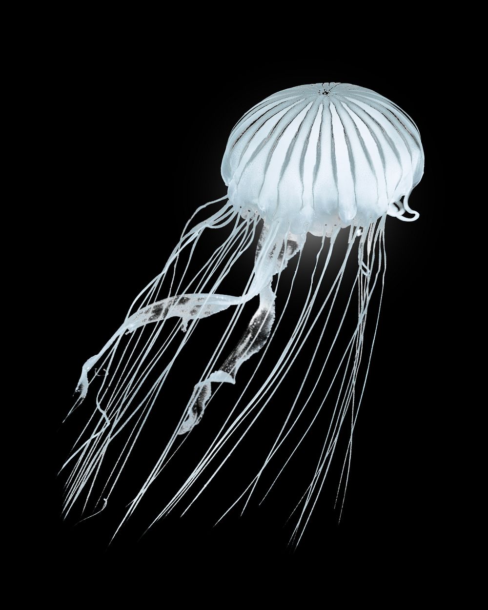 Jellyfish swimming, isolated design