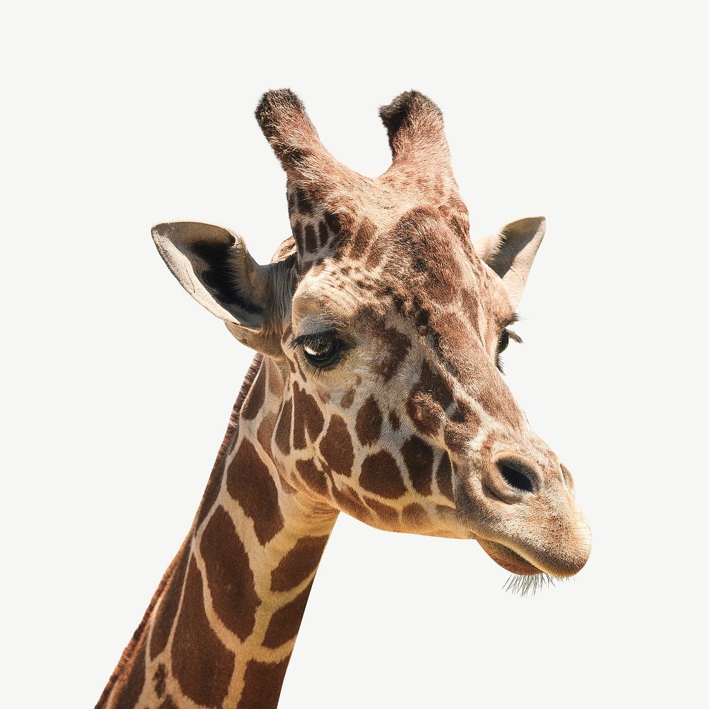 Giraffe, wild animal collage element psd